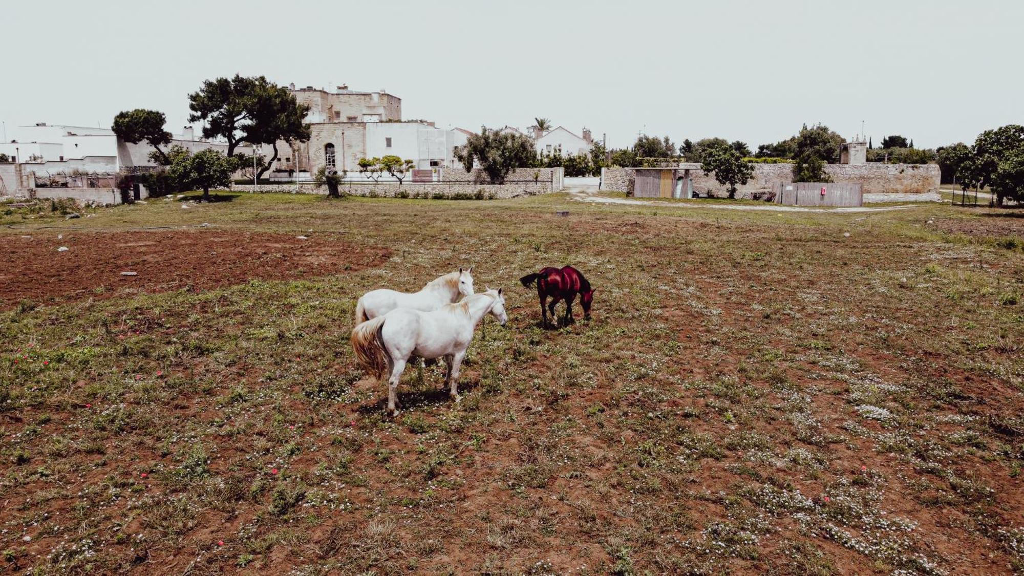 Masseria Francescani Torre Chianca Exterior photo